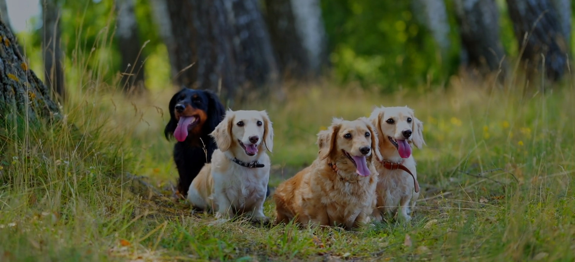 Private Coaching One to One Training Pawsitive Steps Dog Training