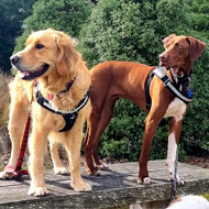 Trek & Train-Pawsitivedogtraining